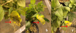 Screening Three Potato Cultivars for Resistance to Potato Virus Y Strains: Broad and Strain-Specific Sources of Resistance