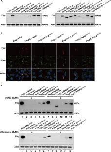 Loss of CHCHD2 Stability Coordinates with C1QBP/CHCHD2/CHCHD10 Complex Impairment to Mediate PD-Linked Mitochondrial Dysfunction.