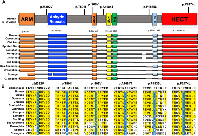 Identification and functional analysis of rare HECTD1 missense variants in human neural tube defects.