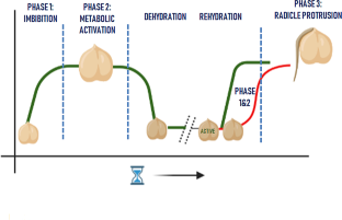 Moving forward to understand the alteration of physiological mechanism by seed priming with different halo-agents under salt stress.