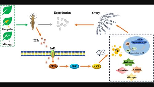 Response of the serine/threonine kinase AKT and phosphoinositide-dependent kinase PDK in Frankliniella occidentalis (Thysanoptera: Thripidae) to three kinds of foods and their regulation of reproductive function