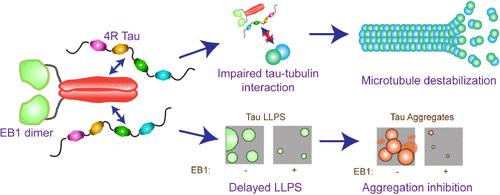 EB1 Increases the Dynamics of Tau Droplets and Inhibits Tau Aggregation: Implications in Tauopathies