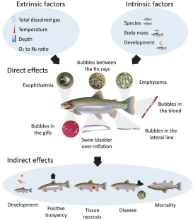 Causes and consequences of gas bubble trauma on fish gill function.