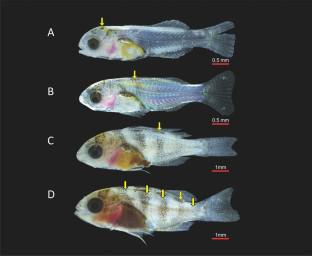 Assessment of Larval Morphological Traits and Morphometry in Picnic Seabream, Acanthopagrus berda (Forsskal 1775) in Captivity for Developing Identification Keys