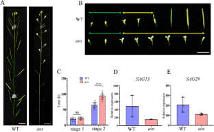 ALLENE OXIDE SYNTHASE (AOS) induces petal senescence through a novel JA-associated regulatory pathway in Arabidopsis