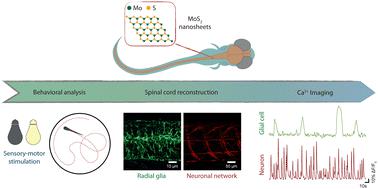 MoS2 2D materials induce spinal cord neuroinflammation and neurotoxicity affecting locomotor performance in zebrafish†