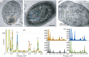 Condensed DNA Structure in Bacteria Subjected to Various Types of Stress