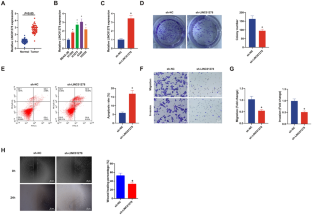 Signal Transducer and Activator of Transcription 4-Induced Up-Regulated LINC01278 Enhances Proliferation and Invasion of Non-Small Cell Lung Cancer Cells via the MicroRNA-877-5p/Activating Transcription Factor 4 Axis