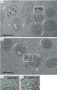 Cryo-Electron Microscopy of Enveloped Viruses Using an Upgraded Transmission Electron Microscope: Influenza Type A and B Viruses and SARS-CoV-2