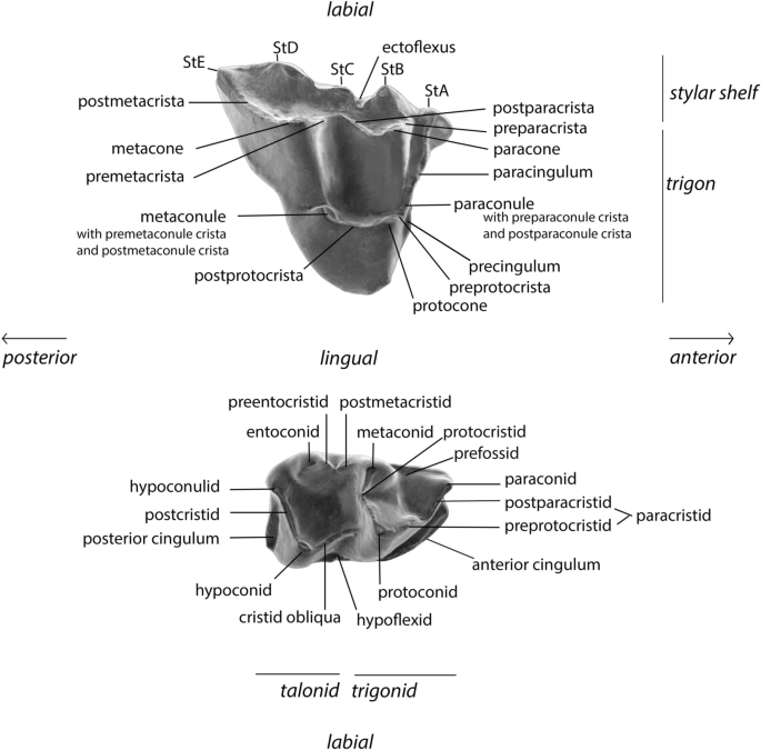 Marsupials (Herpetotheriids) from the late Palaeogene of south-east Serbia