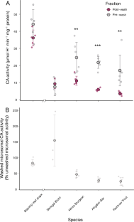 An investigation of gill and blood carbonic anhydrase characteristics in three basal actinopterygian species: alligator gar (Atractosteus spatula), white sturgeon (Acipenser transmontanus) and Senegal bichir (Polypterus senegalus).