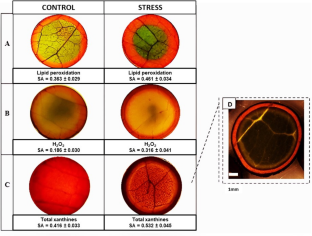 A semi-quantitative histochemical method for assessment of biochemical responses to osmotic stress in Coffea arabica leaf disks.