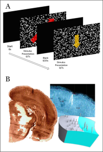 Motion Selectivity of the Local Filed Potentials in the Primary Visual Cortex of Rats: A Machine Learning Approach