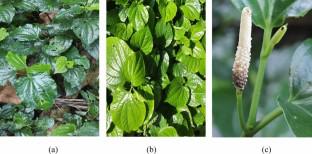 The metabolites of Piper sarmentosum and their biological properties: a recent update