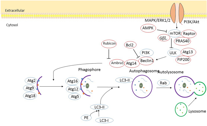 The Potential of Targeting Autophagy-Related Non-coding RNAs in the Treatment of Alzheimer's and Parkinson's Diseases.