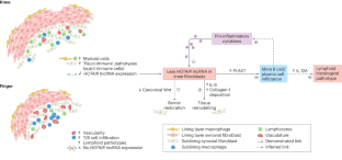 All fibroblasts are equal, but some are more equal than others