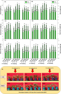 Exogenous application of salicylic acid via seed soaking improved growth and photosynthetic efficiency by maintaining stomatal organisation, redox homeostasis, and antioxidant defense system in tomato (Solanum lycopersicum L.)