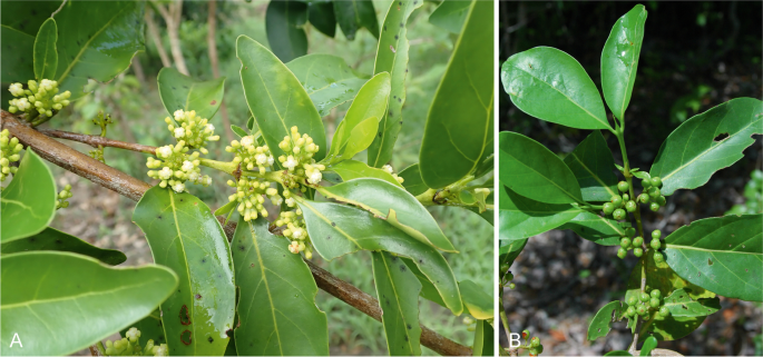 Expanding our knowledge of the coffee family in continental Africa: a synopsis of the genus Pyrostria (Rubiaceae)