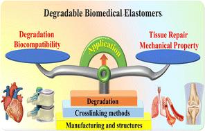 Degradable biomedical elastomers: paving the future of tissue repair and regenerative medicine