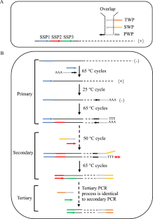 Primer extension refractory PCR: an efficient and reliable genome walking method