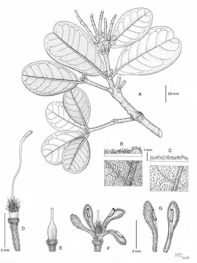 A new species of Lasjia (Proteaceae) from Sulawesi: Lasjia griseifolia Utteridge & Brambach