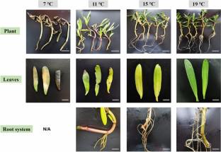 Physiological response and tolerance of Sesuvium portulacastrum L. to low temperature stress