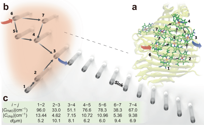 Simulating photosynthetic energy transport on a photonic network