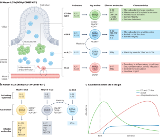 Group 3 innate lymphoid cells in intestinal health and disease