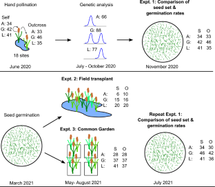 Self-fertilization does not lead to inbreeding depression in Typha parent species or hybrids