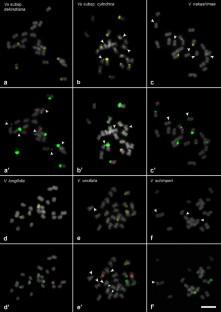 Cytomolecular diversity among Vigna Savi (Leguminosae) subgenera.