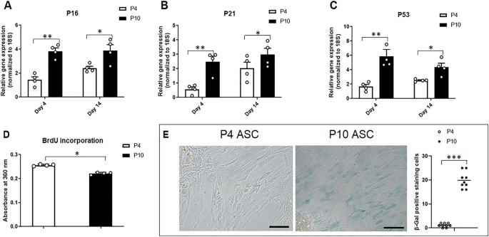 Osteopontin Rejuvenates Senescent Adipose-Derived Stem Cells and Restores their Bone Tissue Regenerative Function.