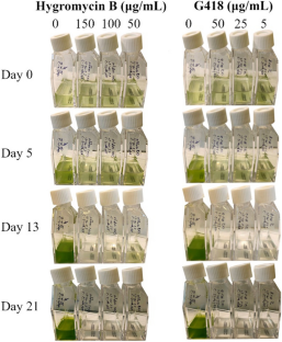 Stable transformation of the unicellular lichenic green alga Coccomyxa solorinae-saccatae via electroporation