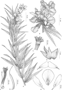 A new species of Collaea (Leguminosae, Papilionoideae) from South Brazil