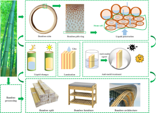 Observation of the fundamental properties of bamboo pith ring