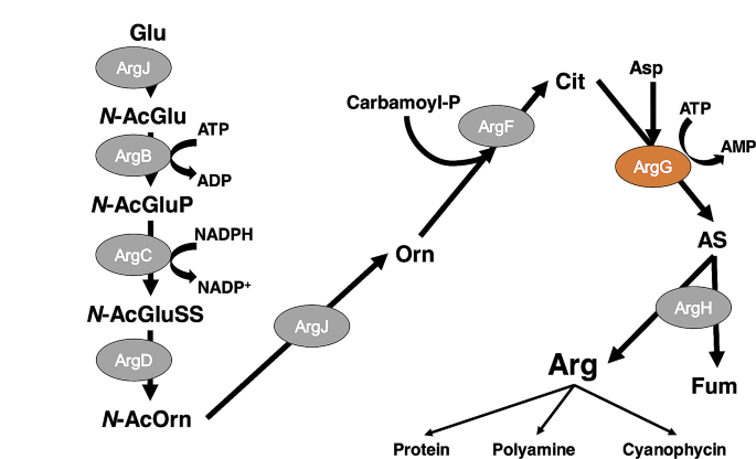 Arginine inhibits the arginine biosynthesis rate-limiting enzyme and leads to the accumulation of intracellular aspartate in Synechocystis sp. PCC 6803