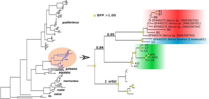 Slow and steady saves the race: molecular and morphological analysis of three new cryptic species of Iberus land snails from the Iberian Peninsula