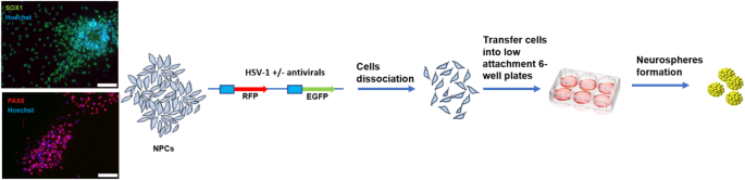 RNA-Seq time-course analysis of neural precursor cell transcriptome in response to herpes simplex Virus-1 infection