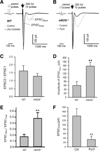 Neuronal Nitric Oxide Synthase Regulates Cerebellar Parallel Fiber Slow EPSC in Purkinje Neurons by Modulating STIM1-Gated TRPC3-Containing Channels.