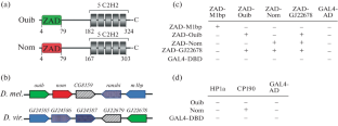 Study of the Association of Ouib and Nom with Heterochromatin in Drosophila melanogaster.