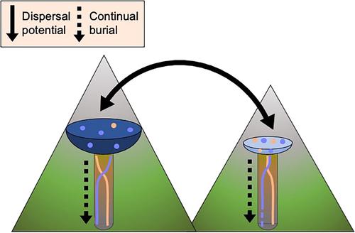 Environmental filtering governs consistent vertical zonation in sedimentary microbial communities across disconnected mountain lakes