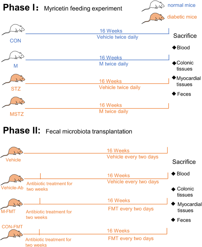 Myricetin alleviates diabetic cardiomyopathy by regulating gut microbiota and their metabolites.