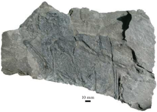 First Articulated Rhamphorhynchoid Pterosaur from the Early Cretaceous of the Democratic People’s Republic of Korea