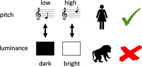 Humans (Homo sapiens) but not baboons (Papio papio) demonstrate crossmodal pitch-luminance correspondence