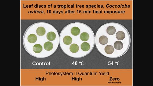 Are tropical forests approaching critical temperature thresholds?