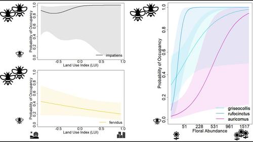 Local floral abundance influences bumble bee occupancy more than urban-agricultural landscape context