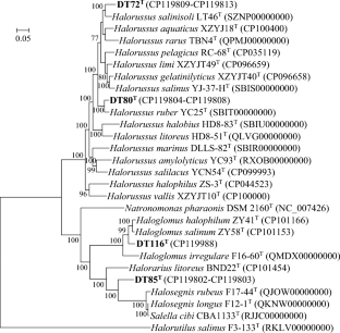 Genome-based classification of genera Halosegnis and Salella, and description of four novel halophilic archaea isolated from a tidal flat.