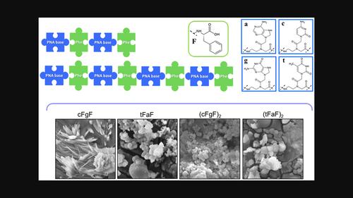 Hybrid peptide-PNA monomers as building blocks for the fabrication of supramolecular aggregates