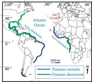 Atlantic expansion of the pink shrimp Penaeus notialis Pérez Farfante, 1967 (Crustacea, Decapoda, Penaeidae) to the southwesternmost coast of Europe