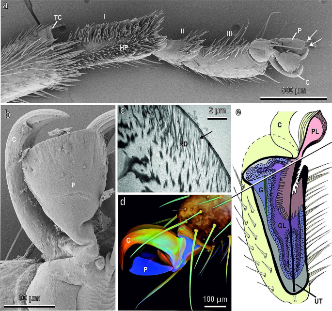 Mechanoecology: biomechanical aspects of insect-plant interactions.