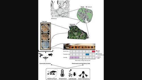 Urban intensity gradients shape community structure, life-history traits and performance in a multitrophic system